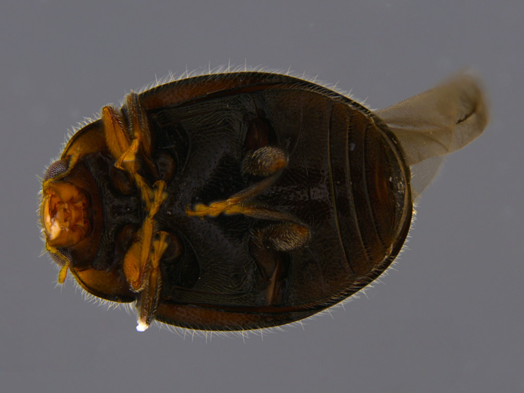 9b - Coccinellidae sp.