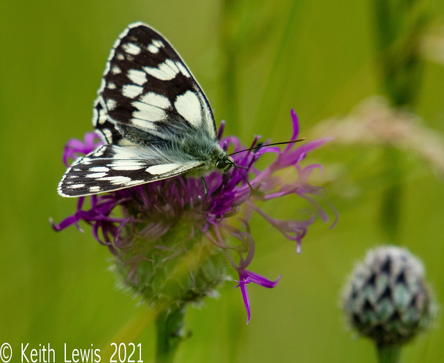 Marbled White snacking