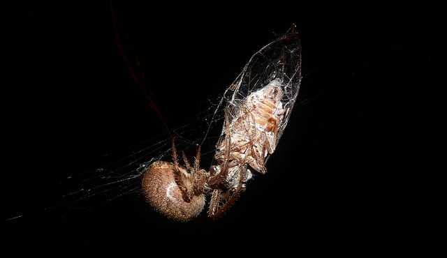 Common Hairy Field Spider (Neoscona subfusca) ©