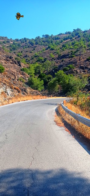 A hawk above the road 🇬🇷🚴