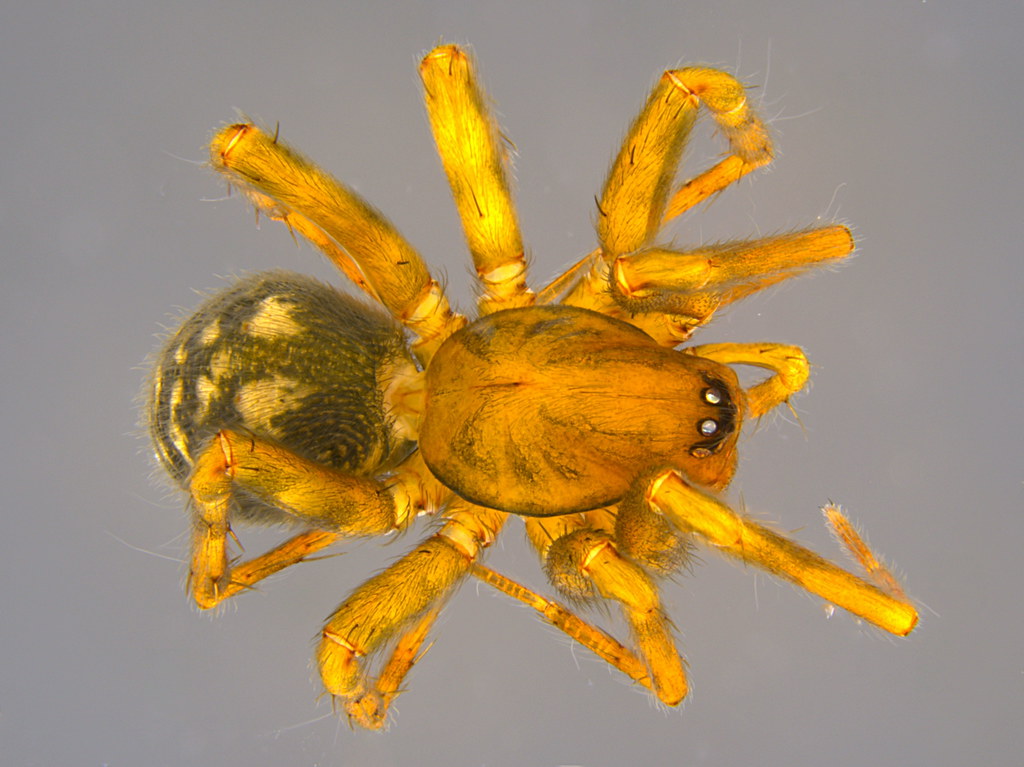 3a - Araneae sp.