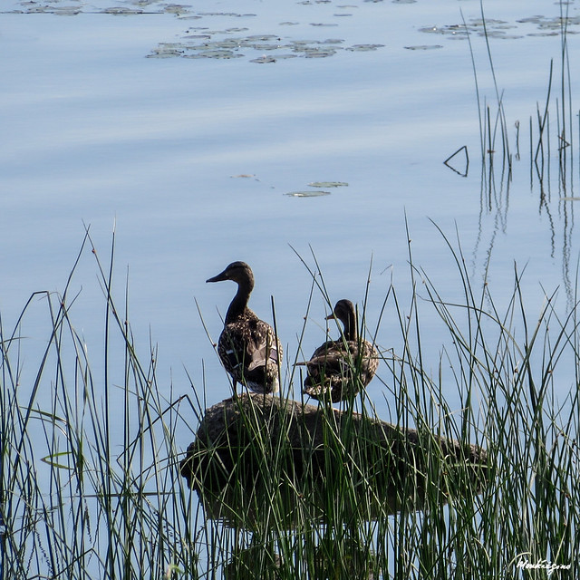 Females Mallard Ducks  - Canards Colvert femelles