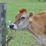 Guernsey cow Knolle Jersey Farm, Sandia, TX.