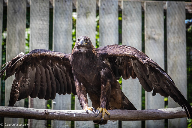 Golden Eagle (Cody) 3  - VINS Nature Center 08.11.21