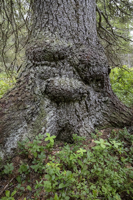 Metsän vanhus - The spirit of the ancient tree