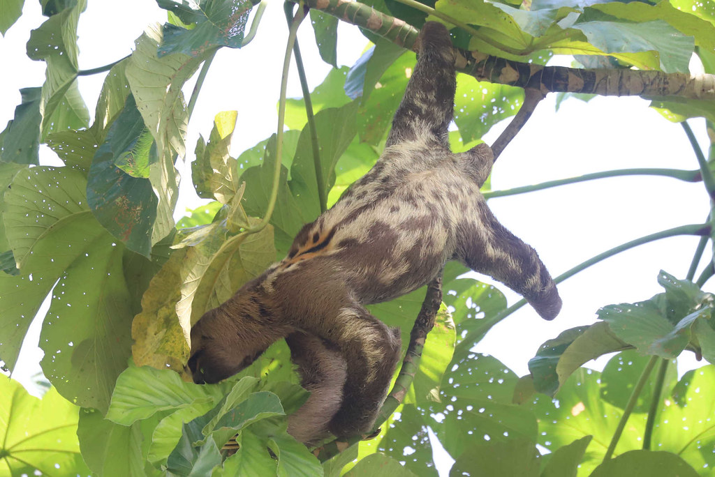 Brown-throated Three-toed Sloth - Bradypus variegatus - Darien,, Panama - June 16, 2021