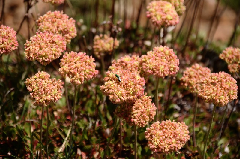 sulfur flowers (1)