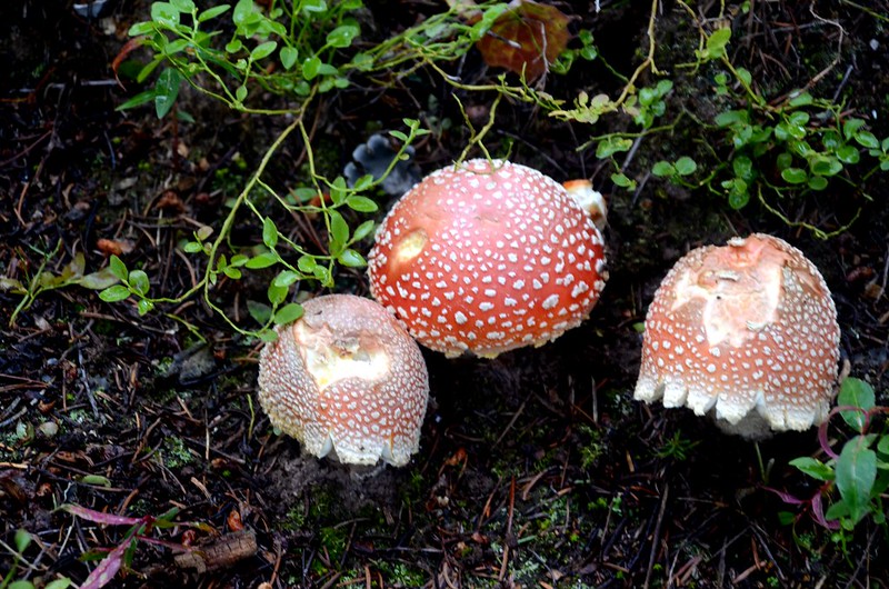 mushroom (1)