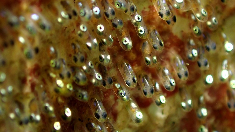 Anemone Fish Eggs