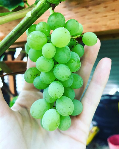 My grapes are getting plump! 😍