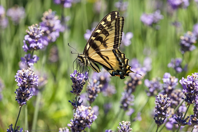 Western Tiger Swallowtail (Papilio rutulus)  Foraging On Lavender Flowers