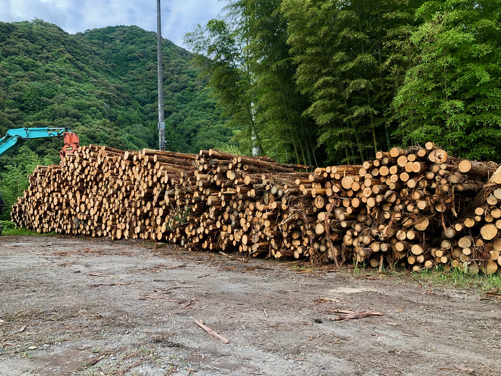 疏伐的40_的木材會被賣往升質發電廠