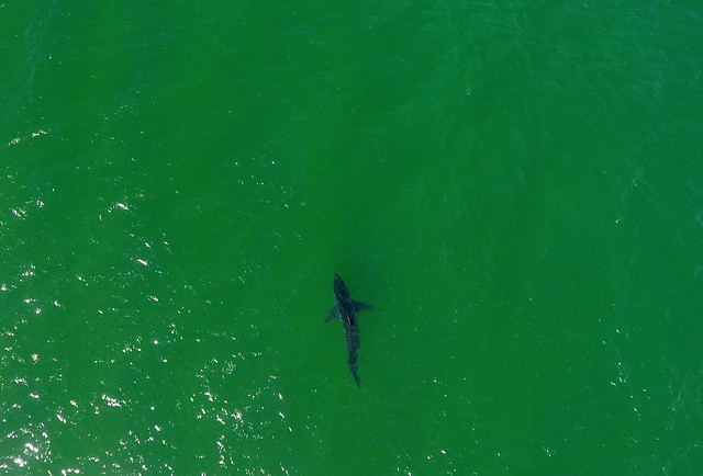 Great White Shark Aerial at Cape Cod, Massachusetts