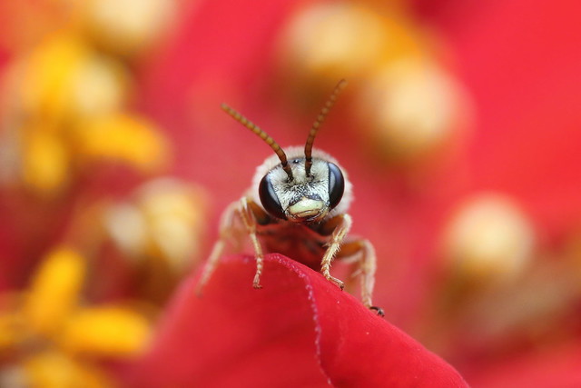 Furrow bee (Halictus)