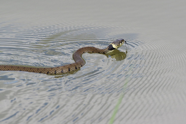 K32P3591c Grass Snake, Lackford Lakes, August 2021