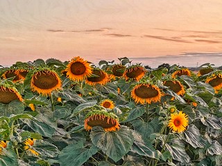 Sunflowers farm