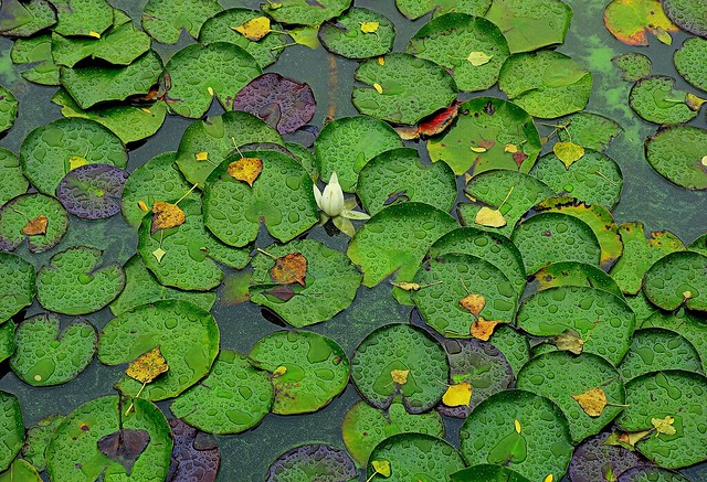 water lilies in the rain