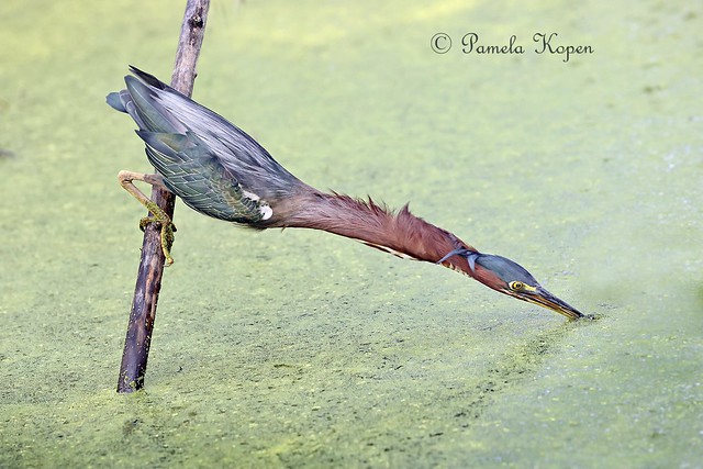 Strrrrretch! Green heron (a safe way to fish, given the number of snapping turtles in the canal)