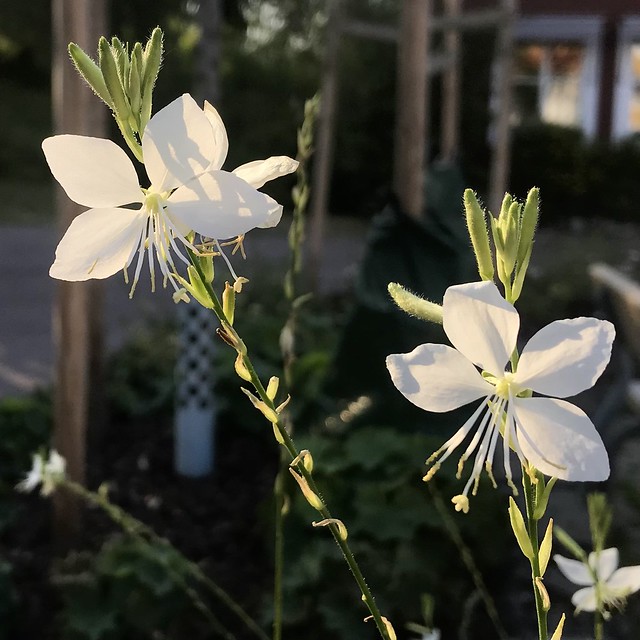 Flowering White Gaura