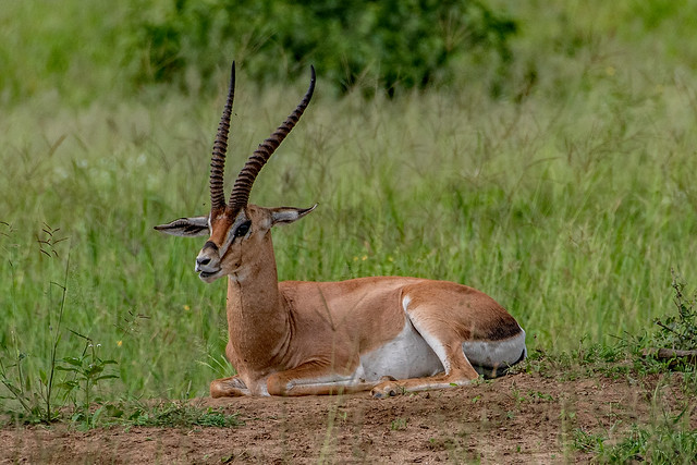 2019.06.02.1152.D500 Young Male Impala
