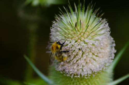 Teazle flowers visited by bee