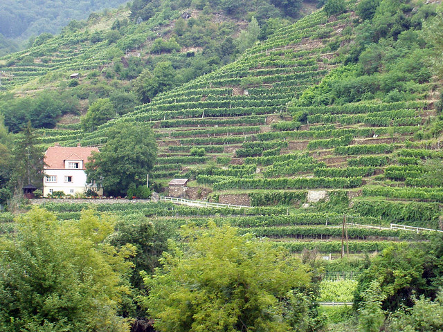 Vineyards in the Wachau, 12th August 2006