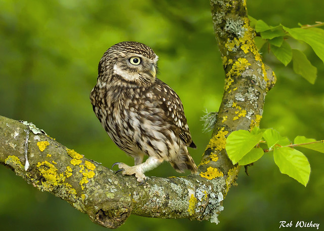 The Little Owl (athene noctua)