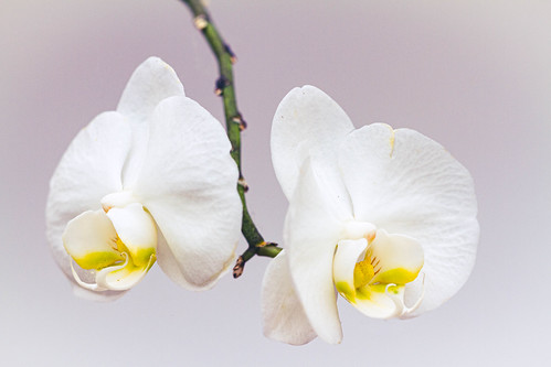 white orchid