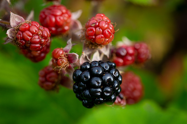 Colorful Blackberries