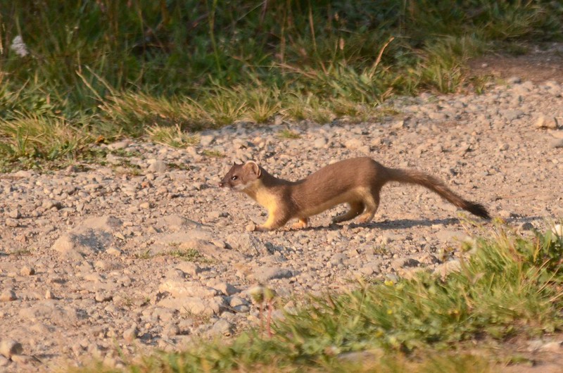 long tailed weasel (2)