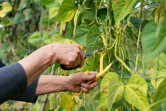 Harvesting yellow runner bean
