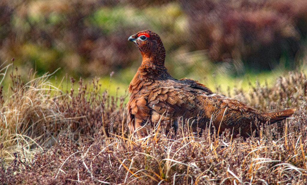 Red Grouse Male