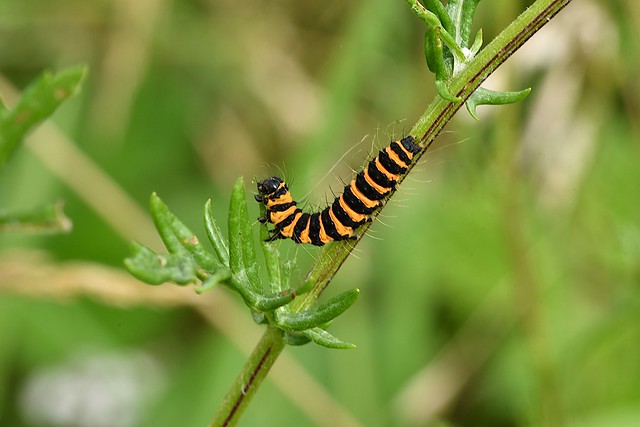Cinnabar Moth larva (Tyria jacobaeae)