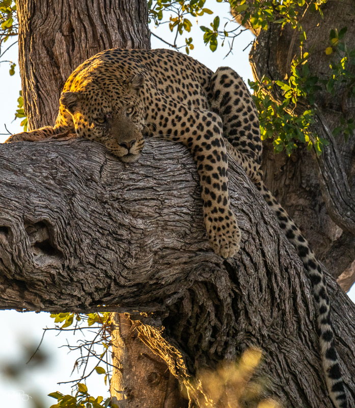 Leopard hanging out!