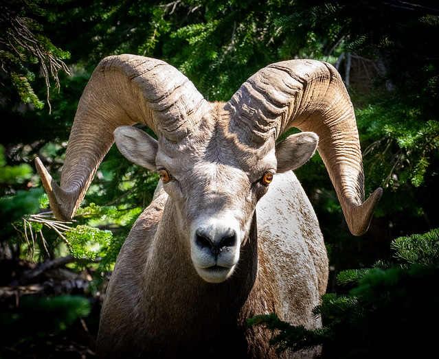 Don’t Argue with Big Horn Sheep
