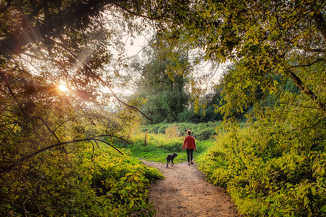 Dogwalk into the sunset