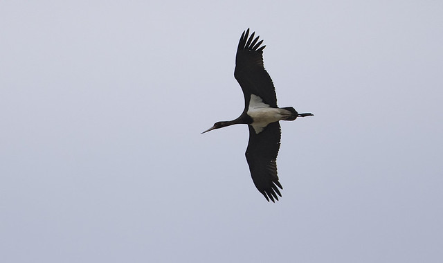 The euphemistic 'Record-shot' - Black Stork