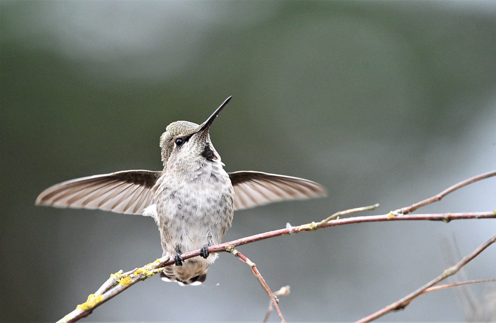 Anna's Hummingbird - Female