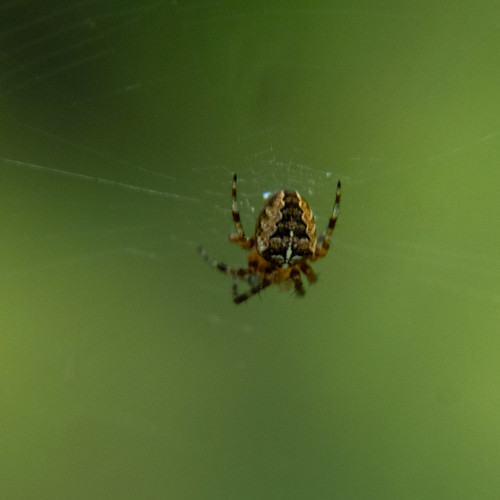 Garden spider, above and below