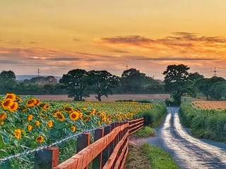Sunflowers farm, Edingale