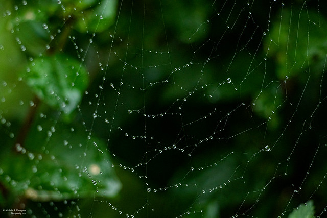 Spiders Web and Raindrops