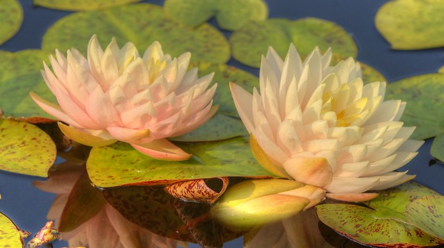 Early Morning Waterlilies