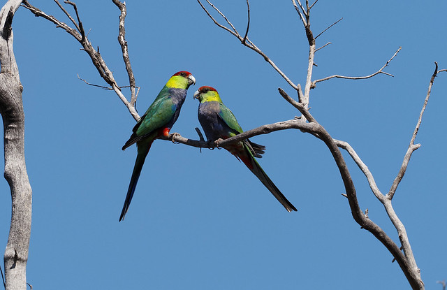 Red-capped Parrot (Australia)