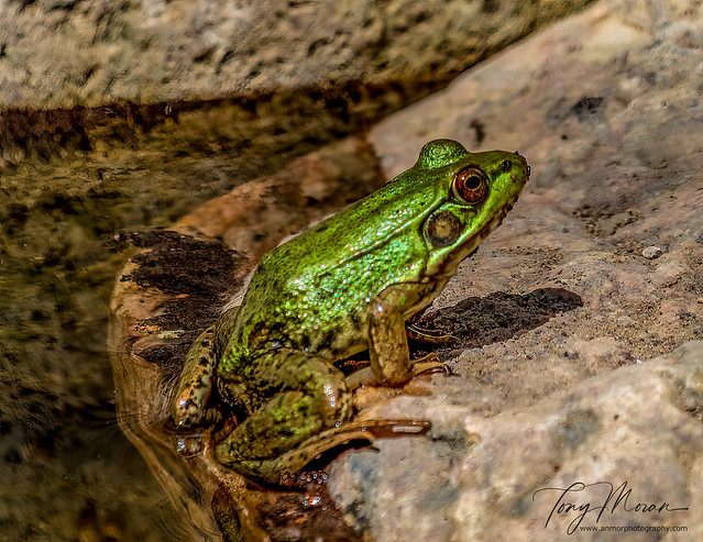 A green frog emerging from the pond