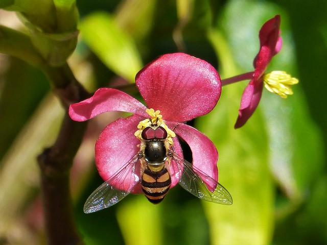 Hoverfly pollinating a Begonia flower (Explore, 22.8.21)