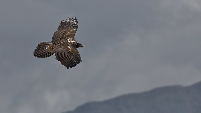 Gypaète barbu  - Gypaetus barbatus -Bearded Vulture