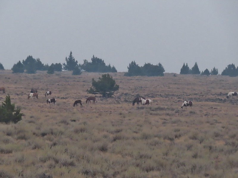 Wild horses at Steens Mountain