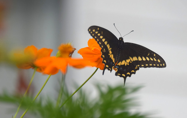 Swallowtail Butterfly in the Garden