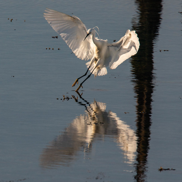 Egret with a shadow of the birds head on the wing.