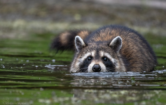 Raccoon went really deep for an aquatic snack.